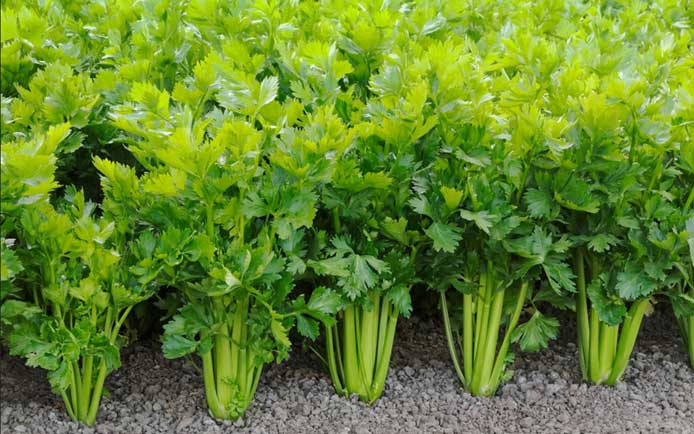 เซอเรลี่ (celery)